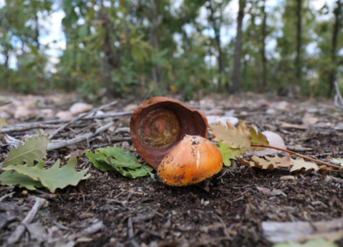 Bajo la sombra de los bosques: descubriendo las setas del Sistema Ibérico Sur