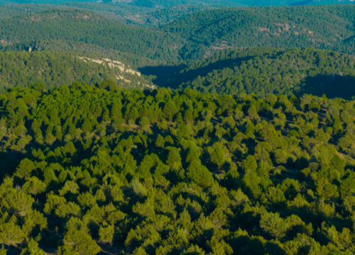 Rewilding en el Sistema Ibérico Sur: Restaurando la naturaleza y generando oportunidades