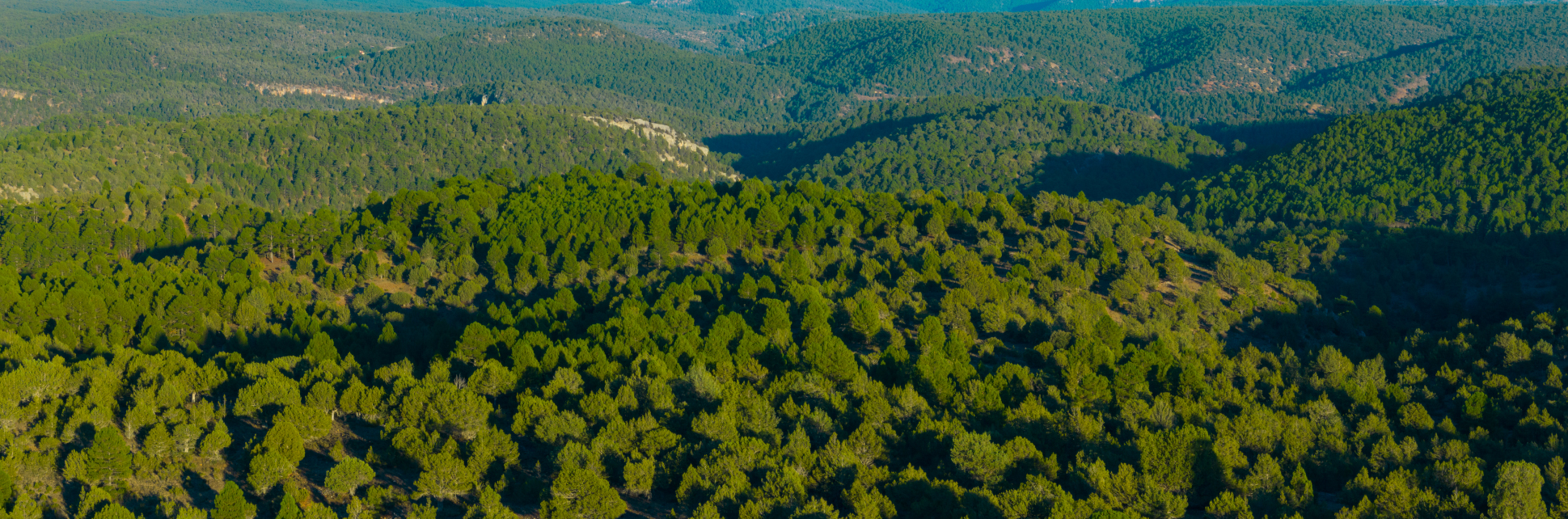 Rewilding en el Sistema Ibérico Sur: Restaurando la naturaleza y generando oportunidades