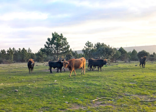 Un destino de turismo sostenible en el interior peninsular