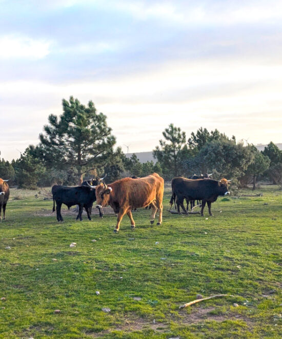 Un destino de turismo sostenible en el interior peninsular