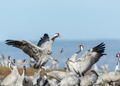 Gallocanta: El pulso de la naturaleza en el Sistema Ibérico