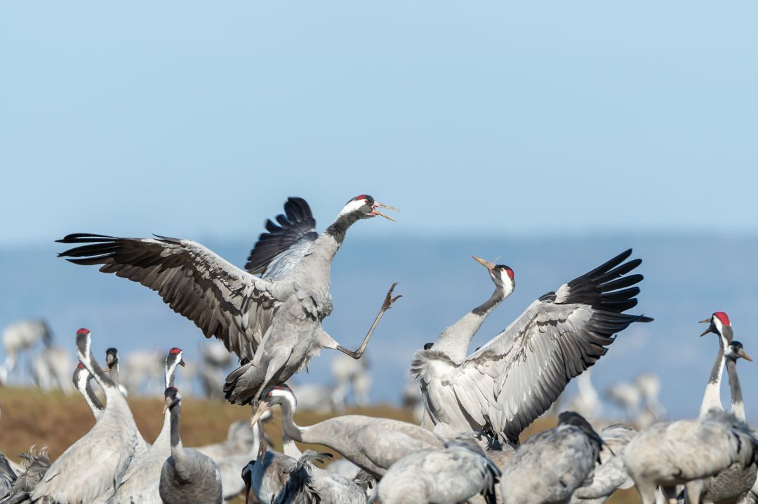 Gallocanta: El pulso de la naturaleza en el Sistema Ibérico