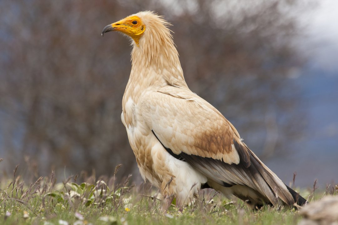 Señores de las Alturas: Descubre las Rapaces Rupícolas del Sistema Ibérico Sur